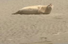 AUTHENTIQUE MAISON DE PECHEUR ENTRE-TERRE & MER Avec Un POÊLE À BOIS A Disposition - Foto 64