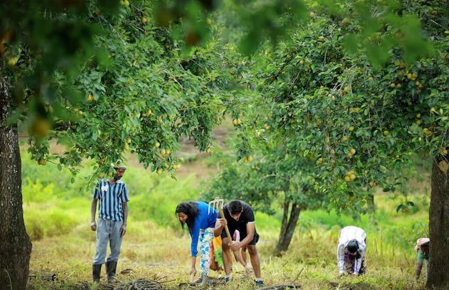 The Pear County - Foto 24