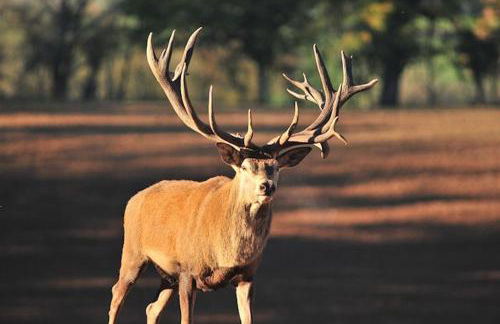 Hauzify I Apartament Bella Molina - Foto 19