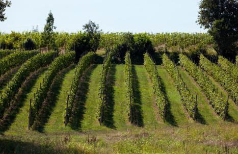 COBUE "Wine resort & Spa" - Foto 55