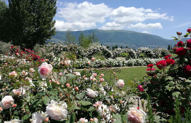 Il Fienile di Assisi - Foto 80