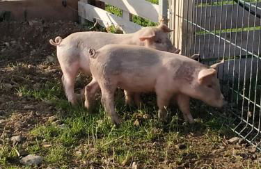 Gîte à la ferme - Foto 9