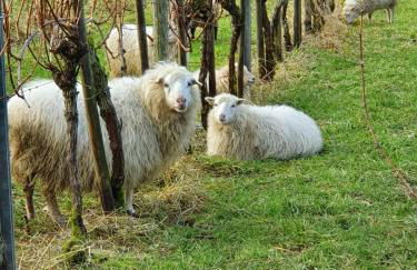 Ferienwohnung an der Mosel, Romeo - Foto 18