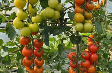 Agriturismo La Ruota - Foto 19