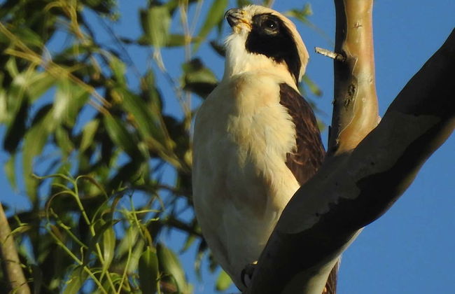 Birdwatching at the San Rafael Estate - Foto 8