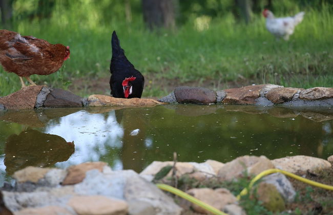 Vila Ambasador Bratin Dol - Foto 23