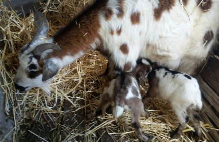 Agriturismo Mare e Monti - Foto 70