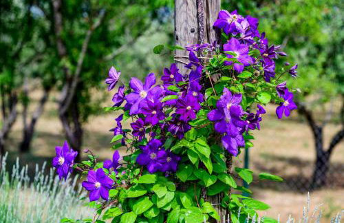 Sunny house - Foto 53