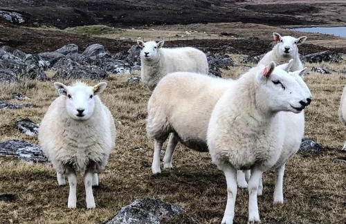 Raven Cottage - Foto 16