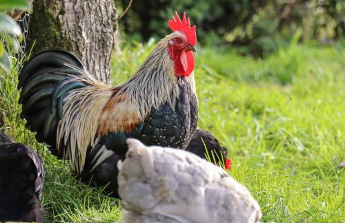 The Granary - Foto 21