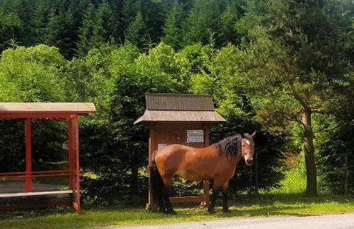 Ostoja Mików - Foto 19