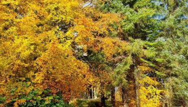 Our Log House in the woods - Foto 4