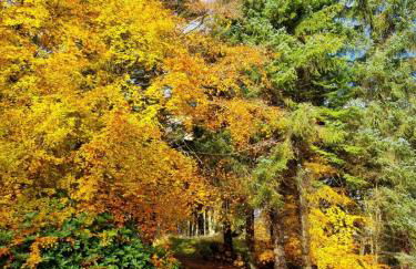 Our Log House in the woods - Photo 4