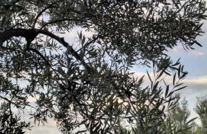 Elia by the sea - Photo 42