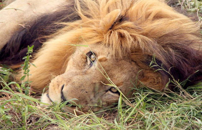 Safári privado pelo Hlane Royal National Park - Foto 1