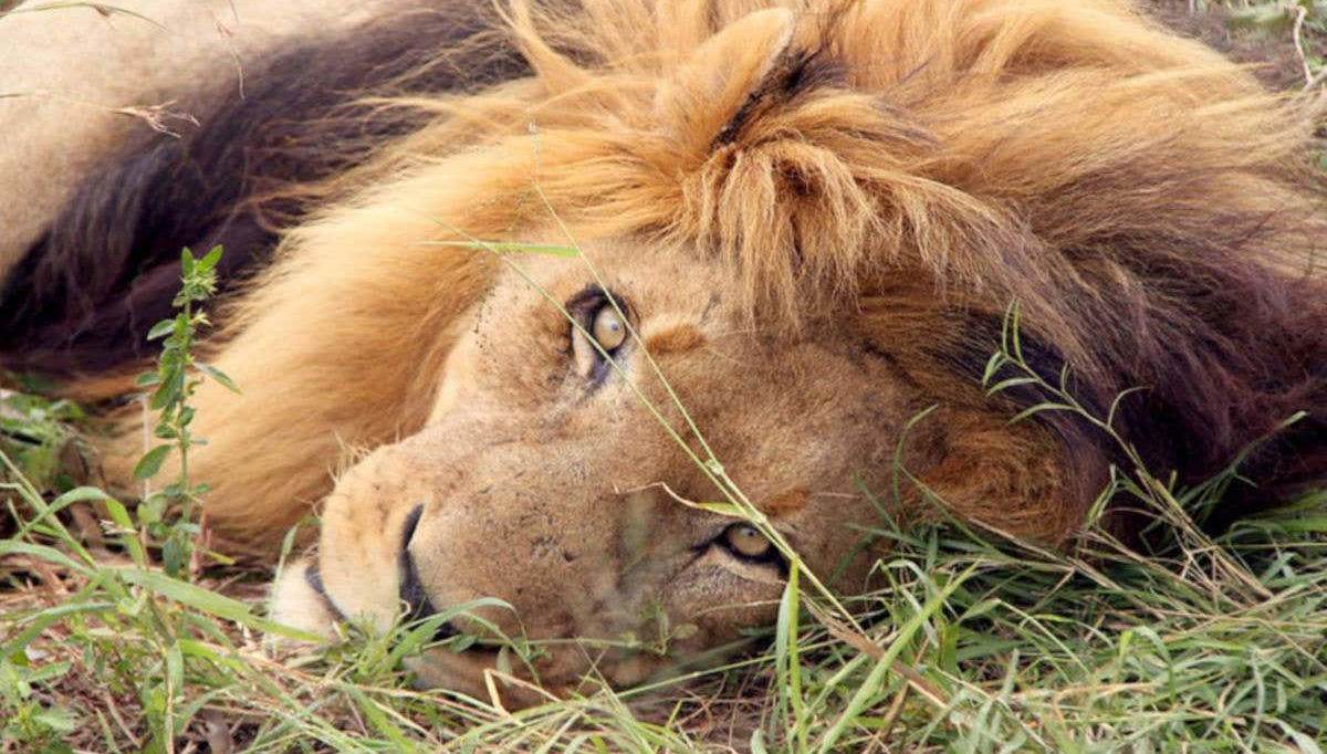 Keep your eyes peeled for lions in Hlane Park