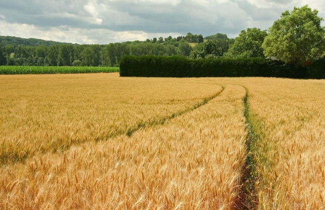 Lovely Farmhouse in Wijlre With Forest Nearby - Photo 69