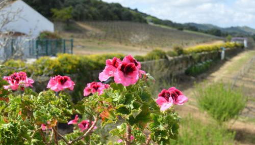 Quinta do Piloto - Foto 4