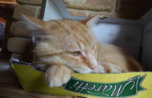 Krolowo Apartment - Photo 8