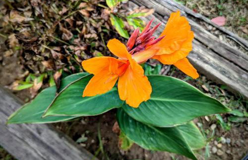 The Prancing Pony Guest House at Edendell - Foto 42