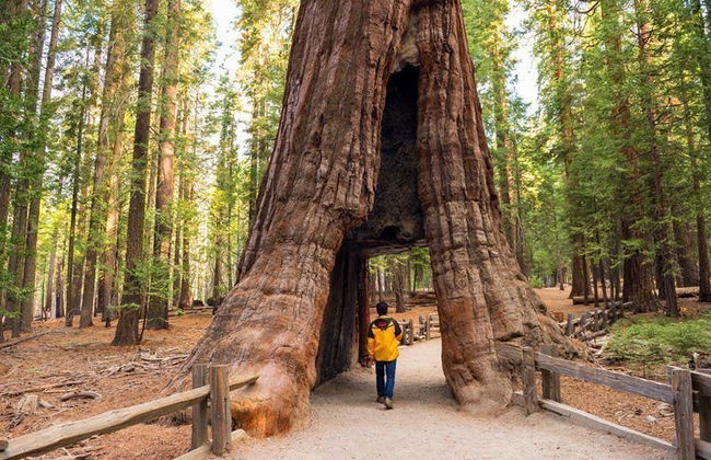 Excursión a Yosemite - Foto 3