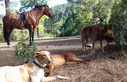 Finca rural House Tenerife Relax And Enjoy - Foto 57