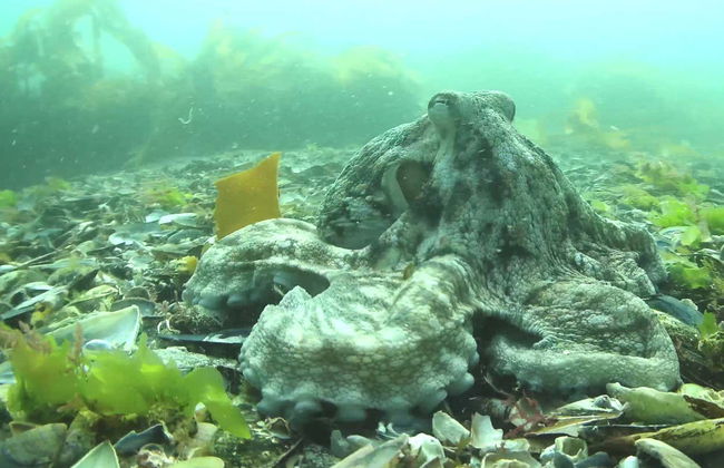 Paseo en barco por la ría de Vigo - Foto 7