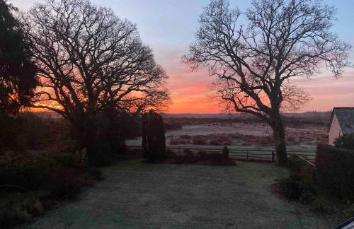 Holmans NEW FOREST - Photo 13