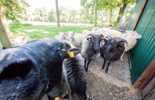 Ferienwohnung Dreyershof Land & Ruhe - Foto 24