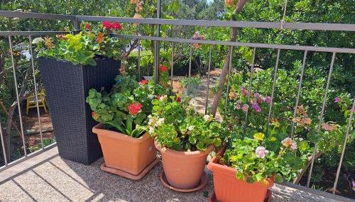 Apartman dida Jakov - Foto 4, Garden