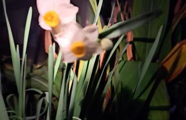 Korfes Apartments - Foto 12