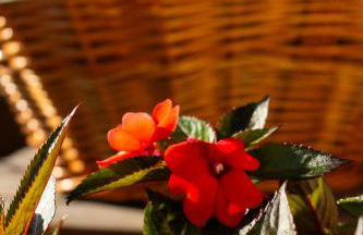 Pousada Bella Vista - no coração do Vale dos Vinhedos - Foto 39