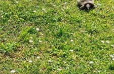 La tenuta di Eva - Foto 9