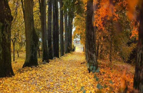 Dom na Mazurach Pilec- Apartament - Foto 12