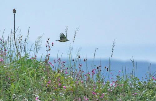 The Workshop- Eco Cottage by the Coastal Path - Photo 45