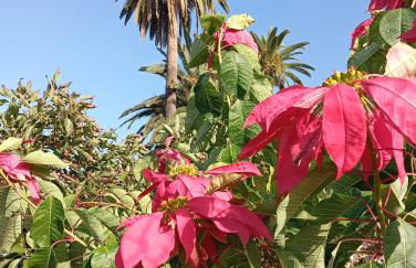 Finca Las Tapias, Casa Mañé - Foto 71