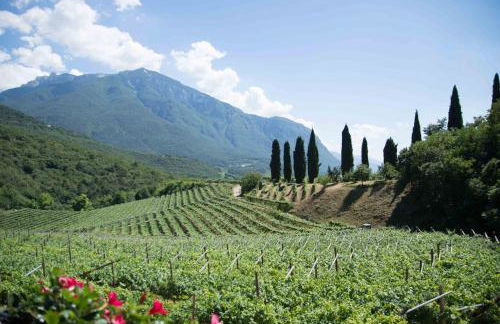 Agritur Casteller - Photo 20