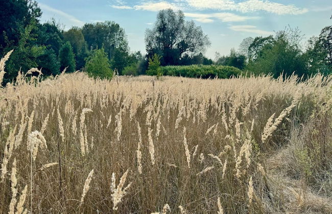 Ferienhaus im Van der Valk Resort in Linstow - Photo 34