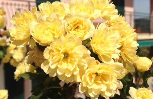 Agriturismo Ada Musso ss - Foto 47