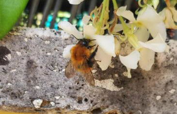 Profumo di Bosco - Photo 34