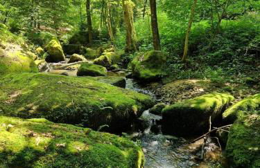 Waldbach-Oase - Foto 19