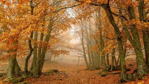 GREDOS RURALRUT cerca del CASTAÑAR de El Tiemblo, Reserva Natural VALLE DE IRUELAS, alojamiento acogedor con cabina hidromasaje, chimenea eléctrica, calefacción, wifi, cocina - Photo 4