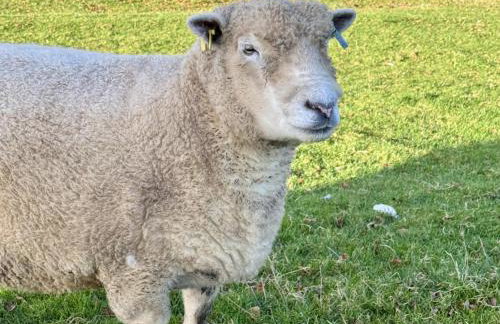 Caner Bach Lodge - Foto 18