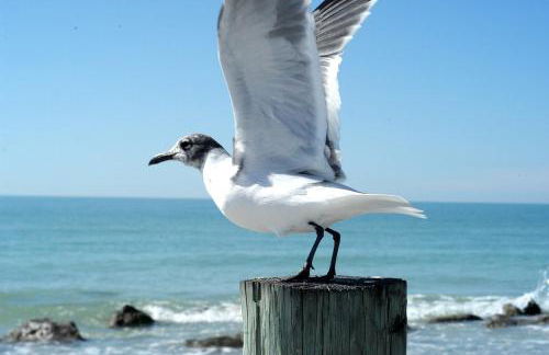 Aux Mouettes les pieds dans l'eau accès direct à la place 5 personnes - Foto 8