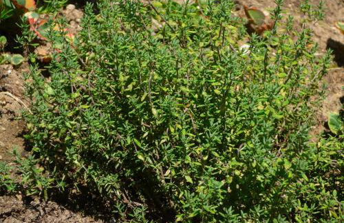 Wolfs Ferienhaus - Natürlich Eifel - Foto 29