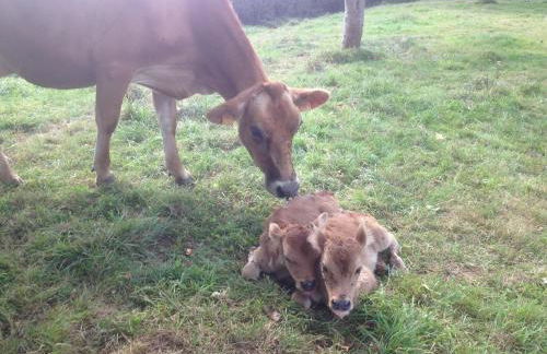 Gite de la Huberderie - Foto 23