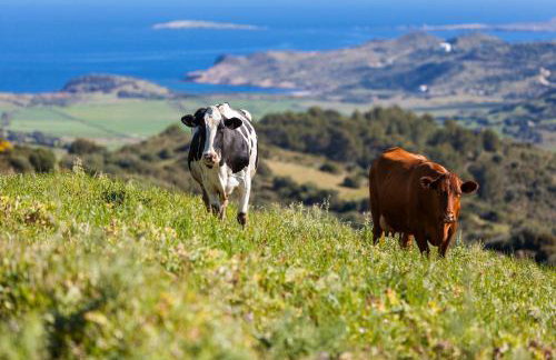 Cala Porter Brise Marine - Foto 58