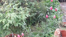 La gazza allegra - Foto 2, Garden