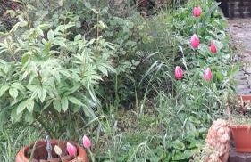 La gazza allegra - Foto 2