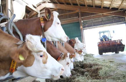 Hollweck´s Landoase - Foto 23